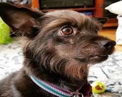 Stacy is a dog lover and also has one whom she named Bubba. She also had a dog named Cheese who died in September 2019 Stacy is a dog lover and also has one whom she named Bubba. She also had a dog named Cheese who died in September 2019.